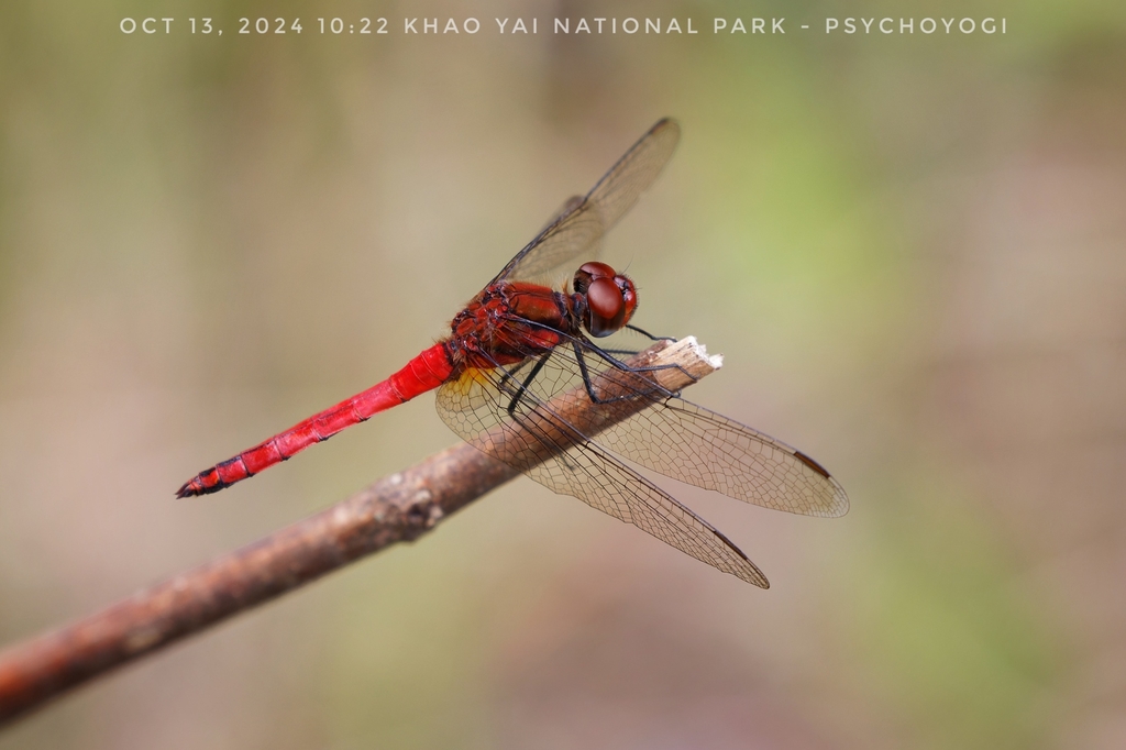 Sympetrum thailandensis