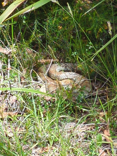 Tiger Snake sighting