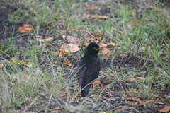 Turdus merula