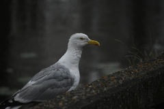 Larus argentatus