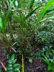 Cyclanthus bipartitus