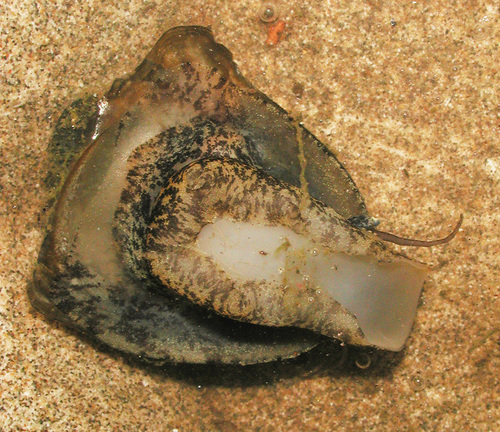 Neritina vespertina, 2005-07-12