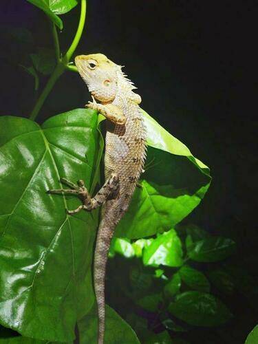 Calotes versicolor observed 2024-11-19