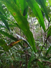 Cyclanthus bipartitus