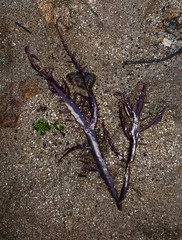 Chondracanthus chamissoi