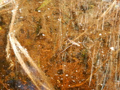 Limnoporus dissortis