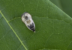 Olethreutes griseoalbana