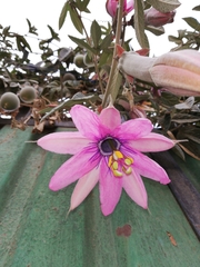 Passiflora pinnatistipula