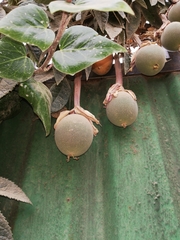 Passiflora pinnatistipula