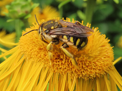 Anthidium florentinum