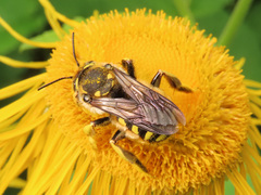 Anthidium florentinum