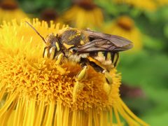 Anthidium florentinum