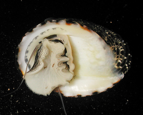 Nerita albicilla observed 2015-05-17