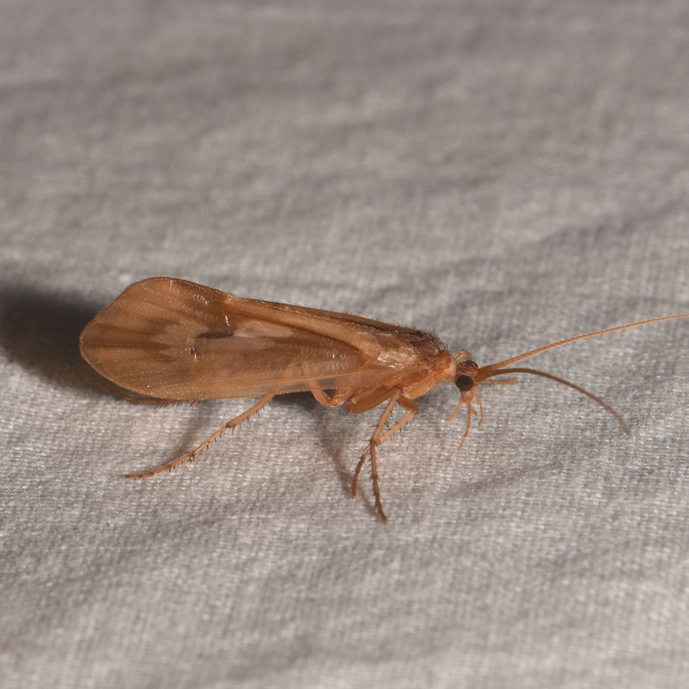 Limnephilini