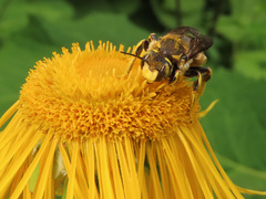 Anthidium florentinum