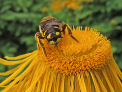 Anthidium florentinum