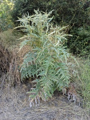 Cynara cardunculus cardunculus