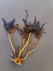 Lessonia trabeculata