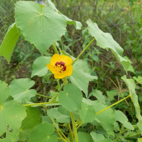 Florida Keys Indian mallow