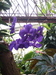 Vanda