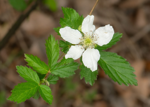 Rubus velox