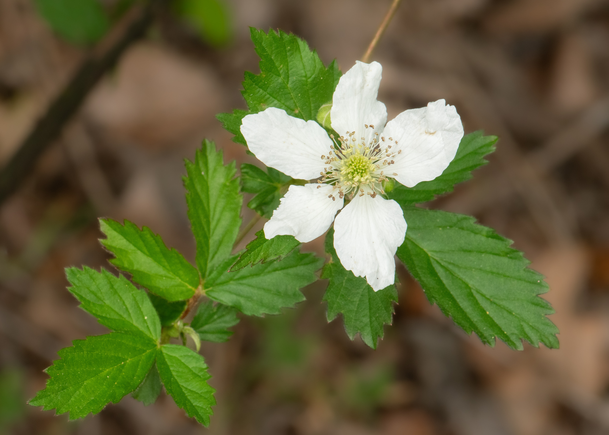Rubus velox