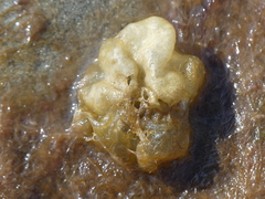 Leathesia marina