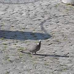 Columba palumbus