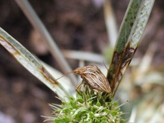 Ancyrosoma leucogrammes