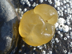 Leathesia marina