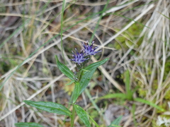 Saussurea angustifolia