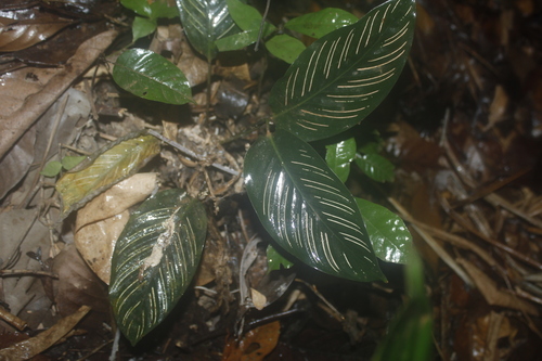 Goeppertia sanderiana (Goeppertia sanderiana)