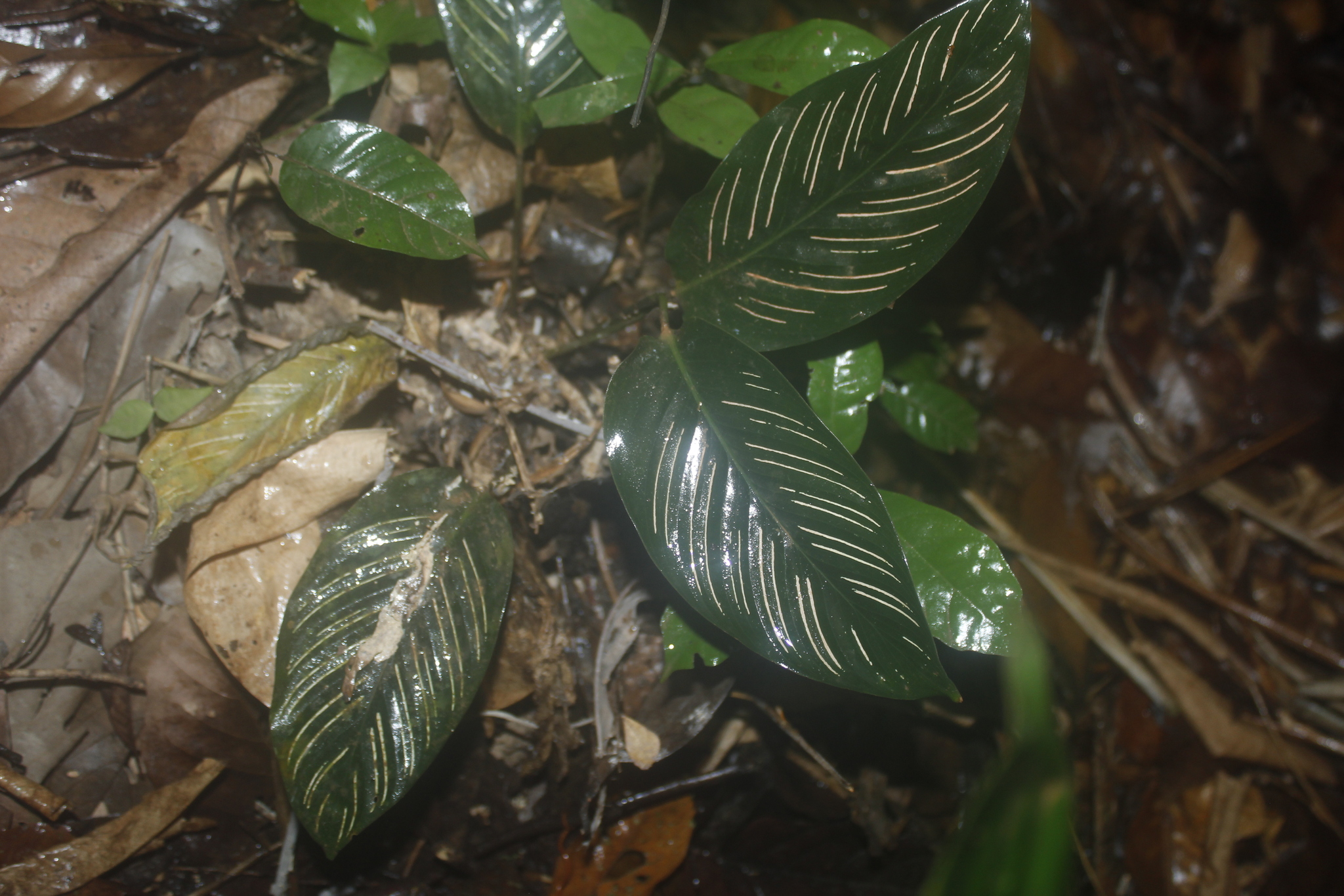 Goeppertia Sanderiana (Goeppertia sanderiana)