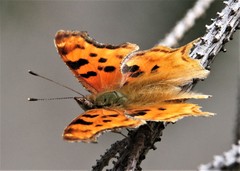 Polygonia satyrus