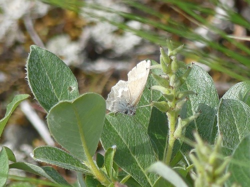 Large Heath photo 3