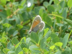 Coenonympha tullia