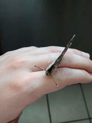 Vanessa cardui