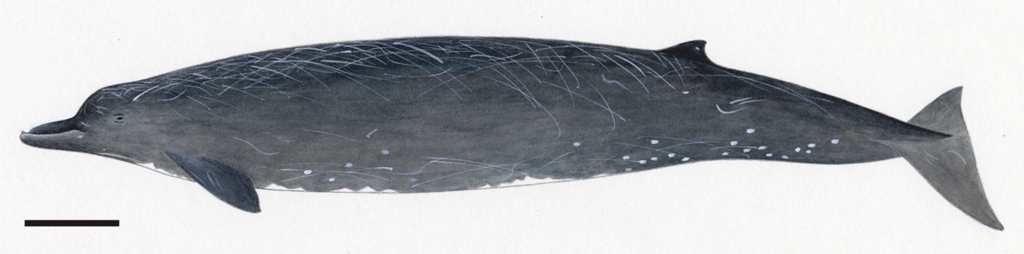 Sato's Beaked Whale
