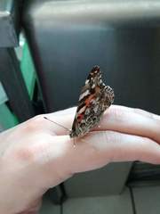 Vanessa cardui