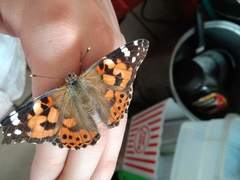 Vanessa cardui