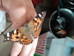 Vanessa cardui