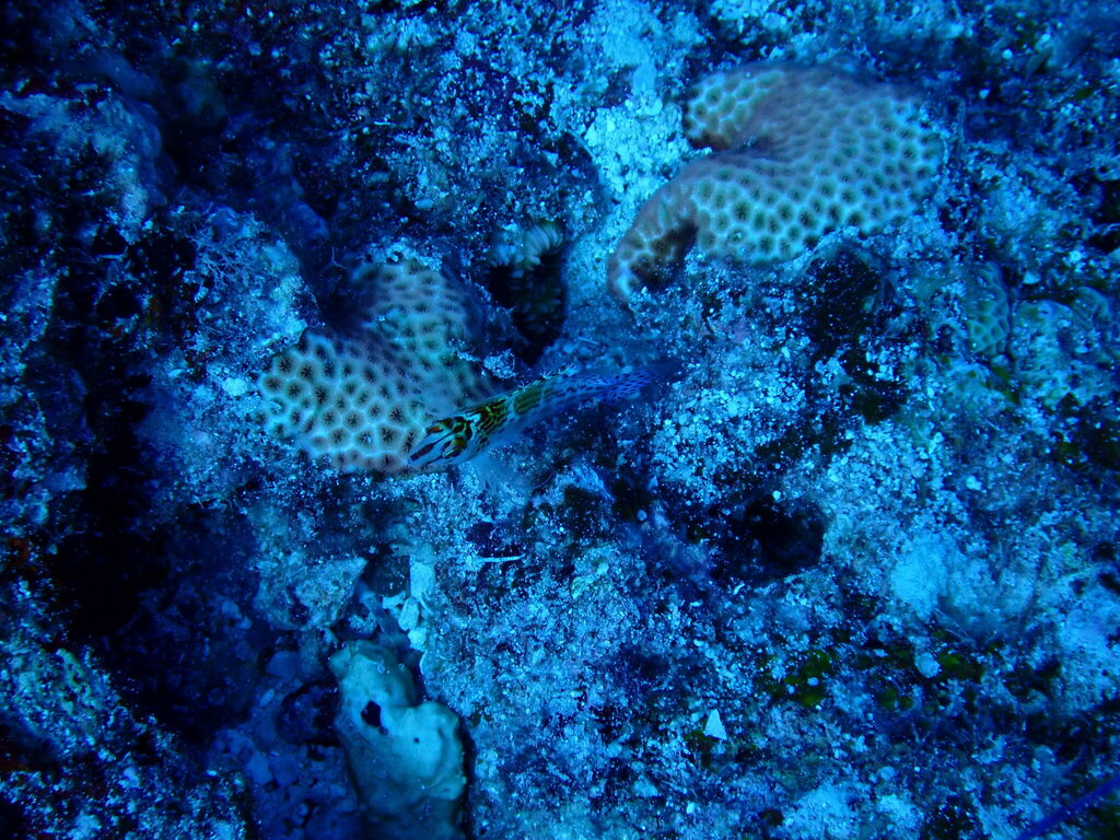 Dwarf hawkfish