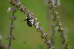 Bombus medius