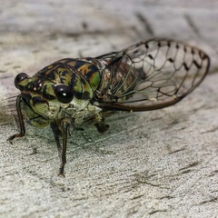 Neocicada hieroglyphica