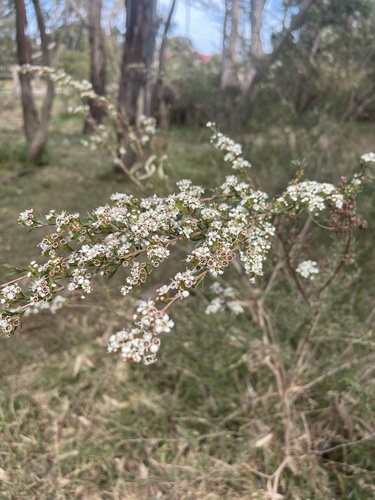 Image of Kunzea leptospermoides by (c) Dylan Wishart, some rights reserved (CC BY)