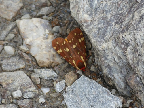 St. Lawrence Tiger Moth photo 3