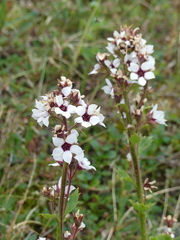 Boykinia richardsonii