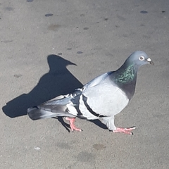 Columba livia domestica