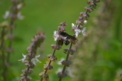 Bombus medius