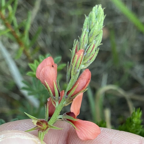 Image of Indigofera digitata by (c) Simon Tamblyn, some rights reserved (CC BY)